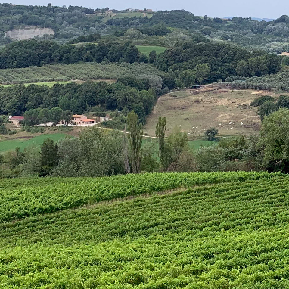panorama-vigneto-umbria