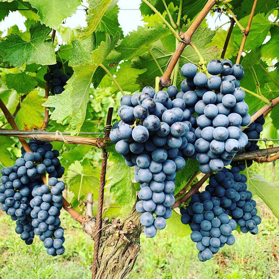 grapes-ciliegiolo